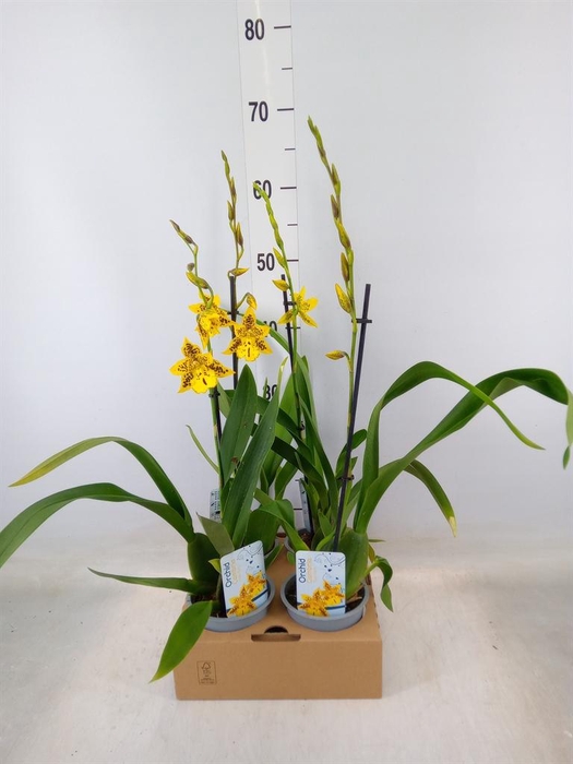 <h4>Oncidium   ...</h4>