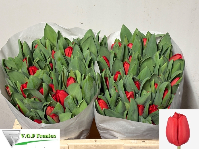 <h4>TU EN ESCAPE</h4>