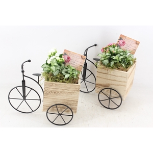 arr2 TD - Driewieler - roze/wit