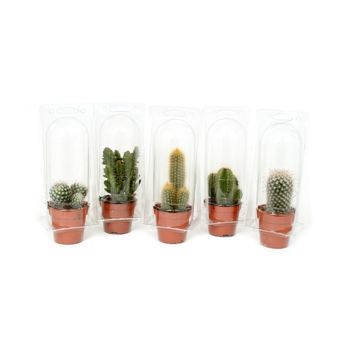 <h4>Cactus 8,5 cm in solo blister</h4>
