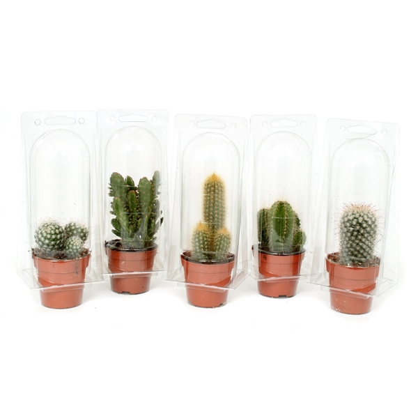 <h4>Cactus 8,5 cm in solo blister</h4>