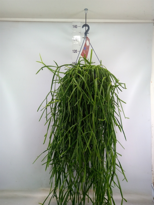 <h4>Rhipsalis trigona</h4>