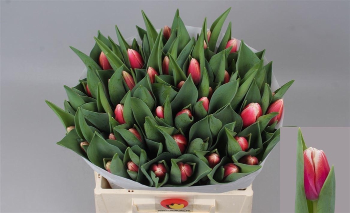 <h4>Tu En Outfit</h4>