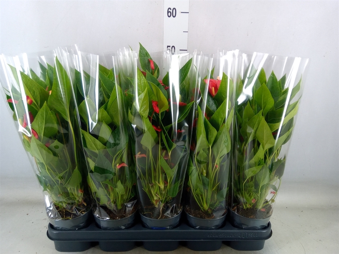 <h4>Anthurium andr. 'Mill Flowers Red'</h4>