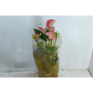 ANTHURIUM LIVIUM RED P17 BICOLOR