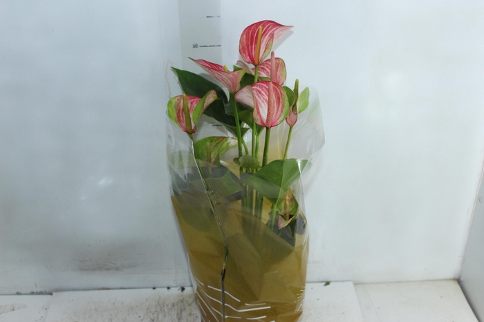 <h4>ANTHURIUM LIVIUM RED P17 BICOLOR</h4>