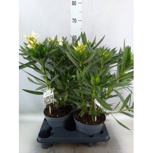 Nerium oleander   ...