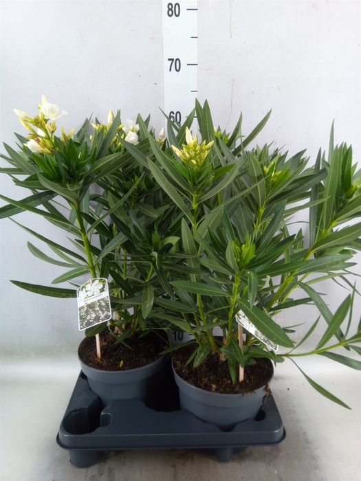 <h4>Nerium oleander   ...</h4>