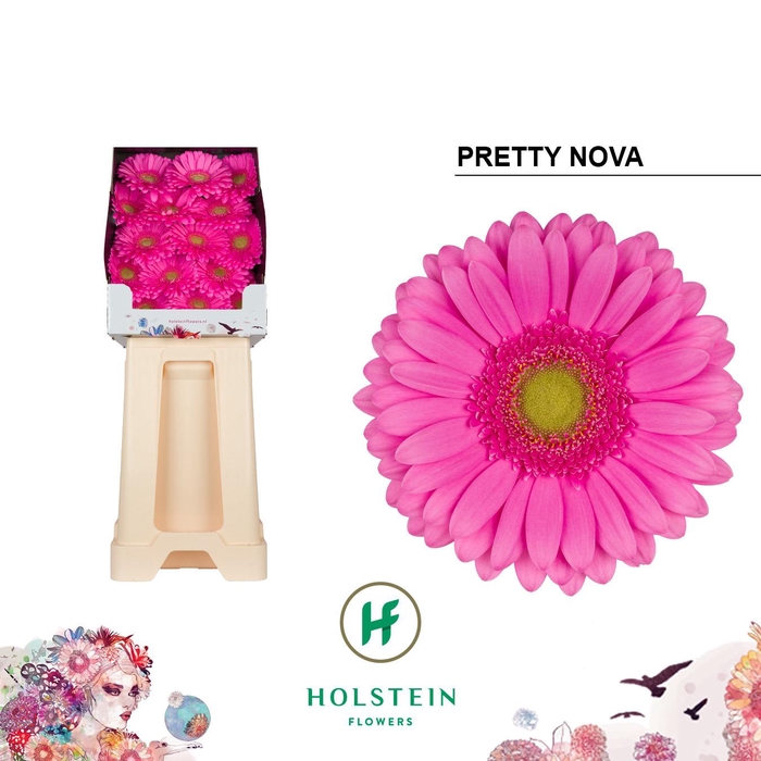 <h4>Ge Gr Pretty Nova</h4>