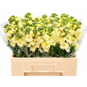 Matth Stox Yellow N L