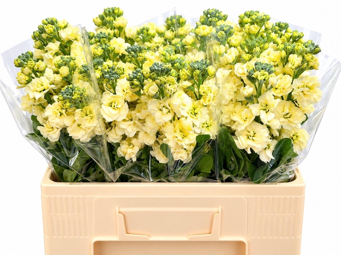<h4>Matth Stox Yellow N L</h4>