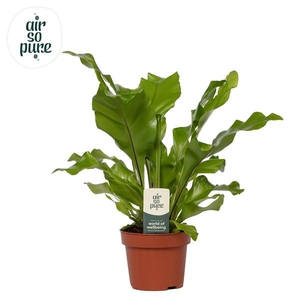 Asplenium nidus