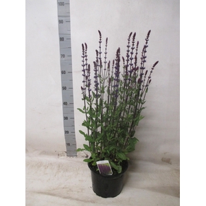 SALVIA NE OSTFRIESL
