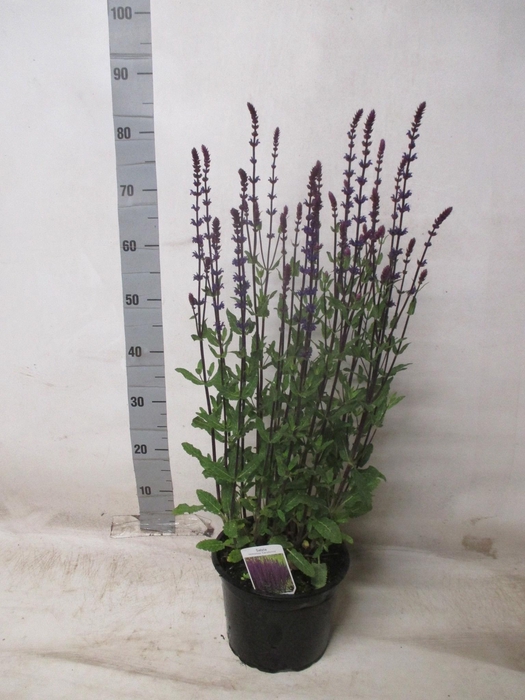 <h4>SALVIA NE OSTFRIESL</h4>