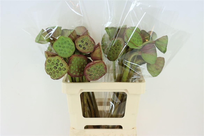 <h4>NELUMBO NUCIFERA   ...DECO NELUMBO</h4>