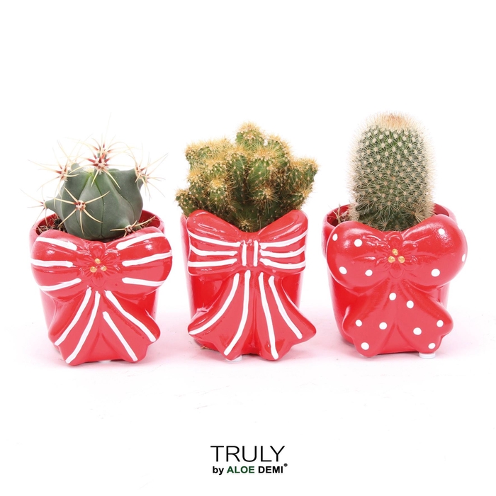 <h4>TRULY Cactus, Bow</h4>