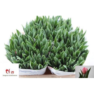 Tu En Pink Experienc