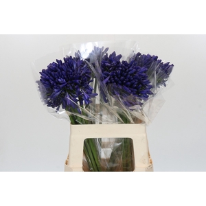 Agapanthus Mediterranee