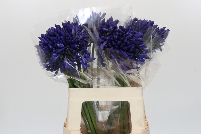 <h4>Agapanthus Mediterranee</h4>