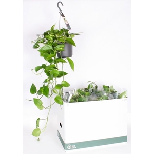 EPIPR AUREUM HANG