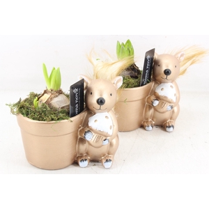 arr4 Hyacint RN - Golden squirrel