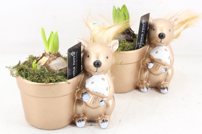 <h4>arr4 Hyacint RN - Golden squirrel</h4>