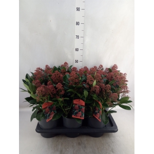 Skimmia jap. 'Rubella'