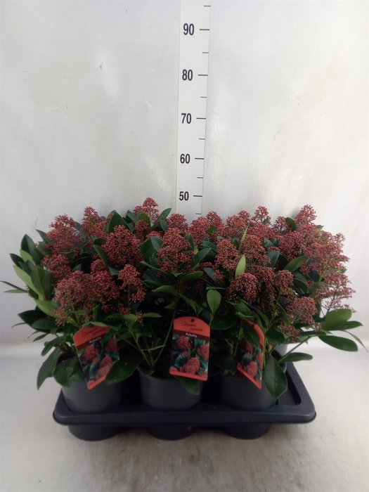 <h4>Skimmia jap. 'Rubella'</h4>