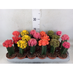 Gymnocalycium mihanov. 'Brasil'