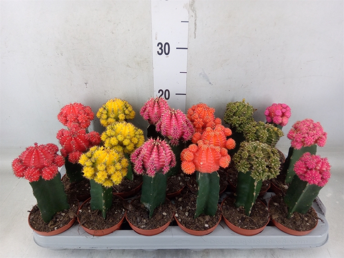 <h4>Gymnocalycium mihanov. 'Brasil'</h4>