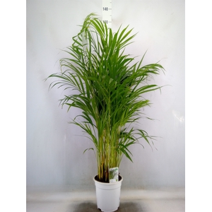 Dypsis lutescens   ...Chrysalidoca