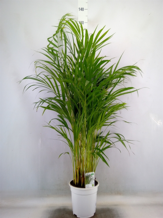 <h4>Dypsis lutescens   ...Chrysalidoca</h4>