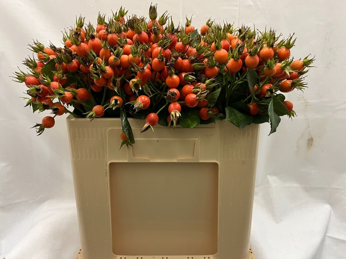 <h4>ROSA PUMPKIN</h4>