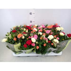 Rosa  'Kordana'   ...mix