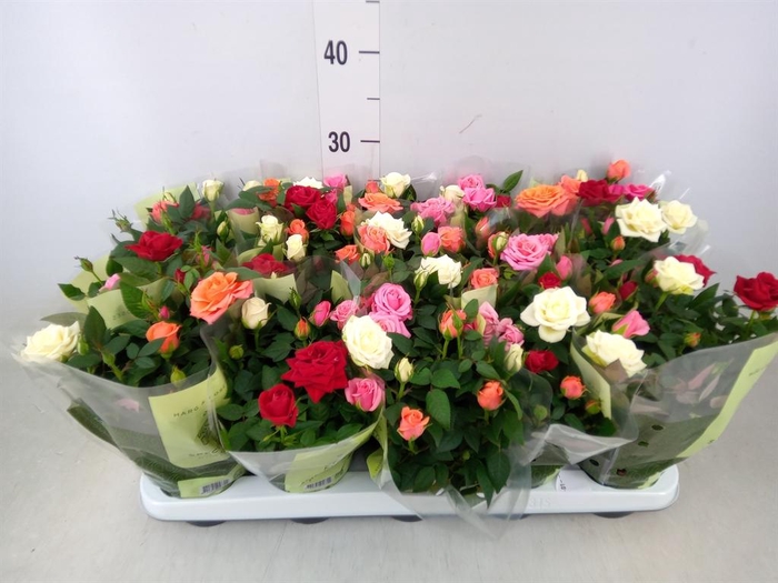 <h4>Rosa  'Kordana'   ...mix</h4>