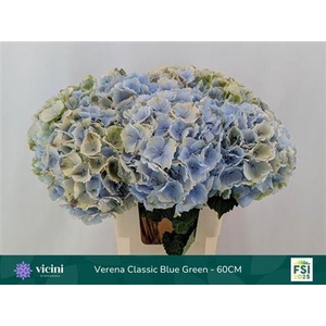 Hydr M Verena Blauw Cl