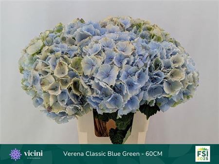 <h4>Hydr M Verena Blauw Cl</h4>