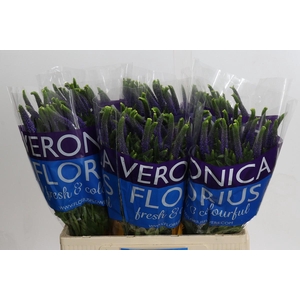 Veronica Smart Diana