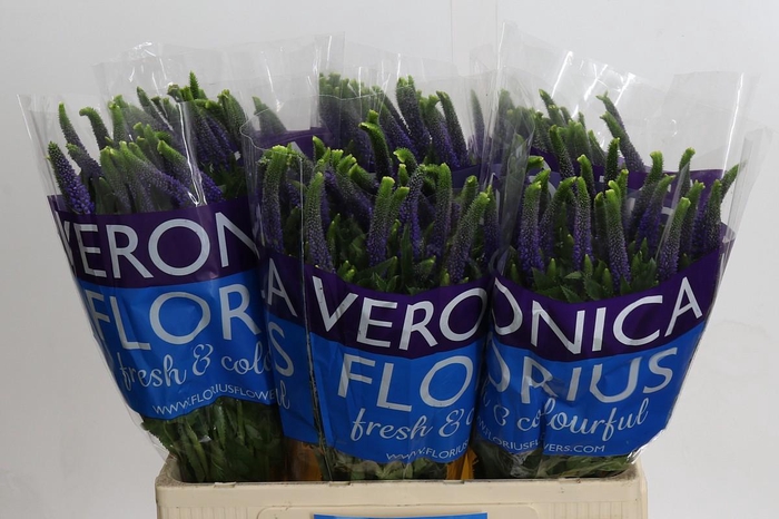 <h4>Veronica Smart Diana</h4>