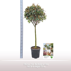 Photinia fraseri
