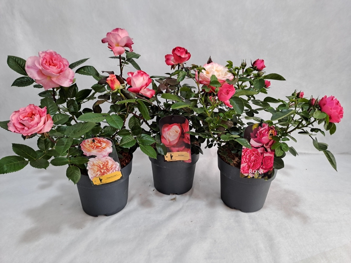 <h4>Roos struik grootbloemig P19 mix licentie</h4>