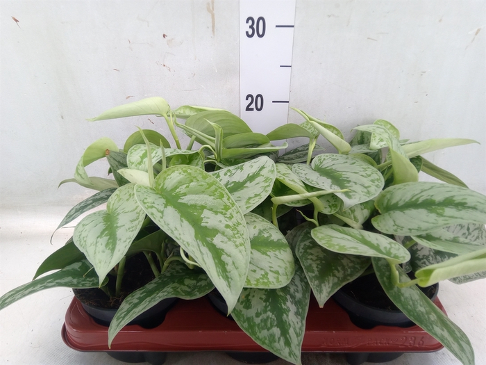 <h4>Scindapsus pictus 'Trebie'</h4>