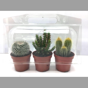CACTUS GEM