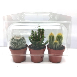 CACTUS GEM