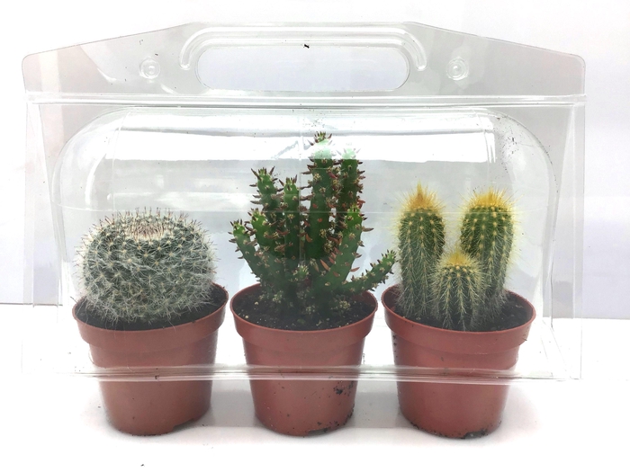 <h4>CACTUS GEM</h4>