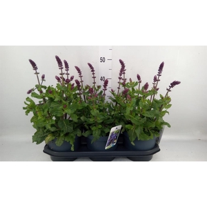 Salvia sylvestris 'Blue Marvel'