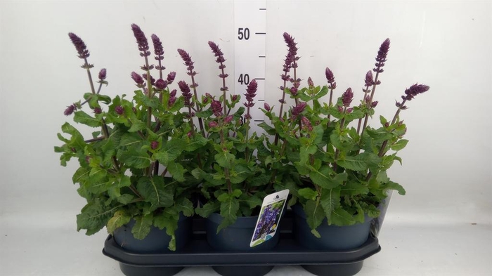 <h4>Salvia sylvestris 'Blue Marvel'</h4>