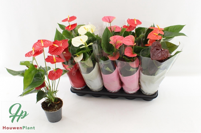 <h4>ANTHU AN GEM 5 KL</h4>