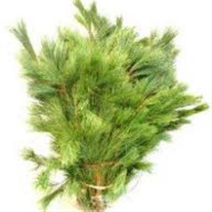 Pinus 5kg Bundel