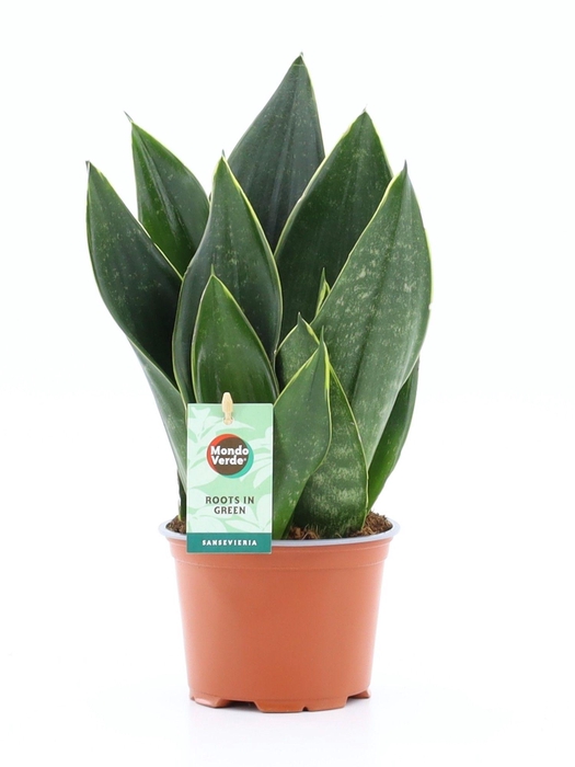 <h4>Sansevieria Black Diamond</h4>